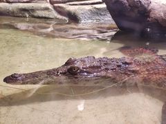 -正佳雨林生态植物园