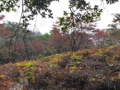 -黄埔油麻山森林公园