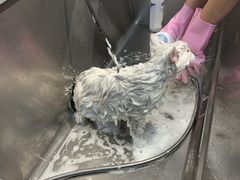 -PETKIT 小佩宠物·低压洗护·美容·寄养(安远店)