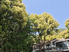 -龙坞茶村