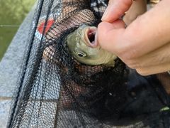 -酷鱼垂钓CLUB(朝阳区博大路店 )