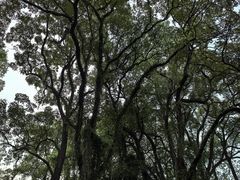 -南山植物园