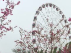 -顾村公园