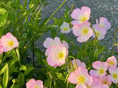 -贡湖湾湿地公园