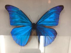 -上海大自然野生昆虫馆(东方明珠·爬宠昆虫探索中心)
