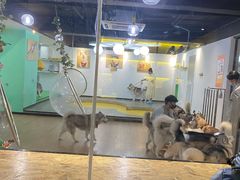 -Husky Go! 哈士奇体验馆·宠物咖啡厅狗咖