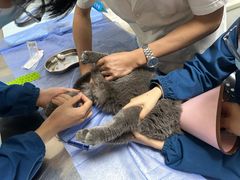-特一安24小时宠物医院·骨科·中兽医