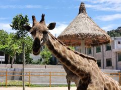 -西霞口神雕山野生动物世界