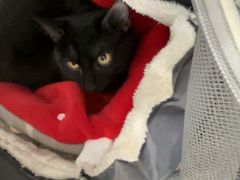 -纳吉亚猫专科动物医院·北北分院