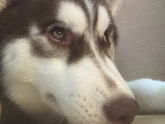 -Husky Go! 哈士奇体验馆·宠物咖啡厅狗咖