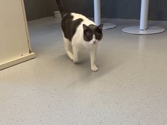 -Cappucimeow猫咪咖啡馆(韦伯时代店)