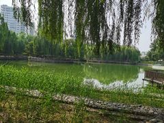 -黄村公园