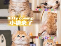 -小猫来了·猫舍(红山六九七九店)