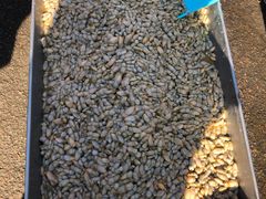 -重振华中蔬菜批发市场(重庆中路店)