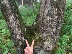-牛背梁国家森林公园