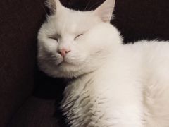 -PCA专业咖啡技能训练营(西南重庆总部)