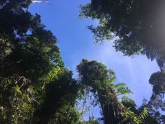 -热带雨林自然公园