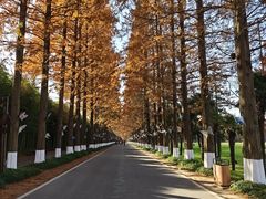 -黄海国家森林公园