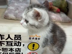 -屋虎猫馆(宝安大仟里店)