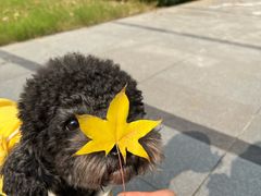 -天使宠物医院·犬猫分诊(彩虹店)