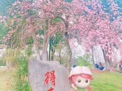-顾村公园