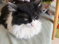 -平行世界·猫咖(首经贸店)