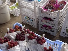 -马陆小张葡萄园农家乐