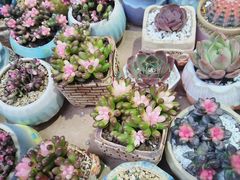 -循礼门鲜花花市(武汉循礼门店)