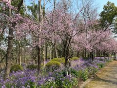 -上海海湾国家森林公园