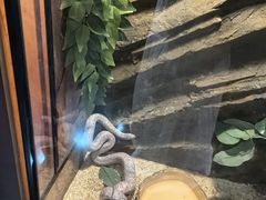 -帕帕拉兹宠物(亚洲旗舰店)