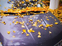 -四川大学(华西校区)