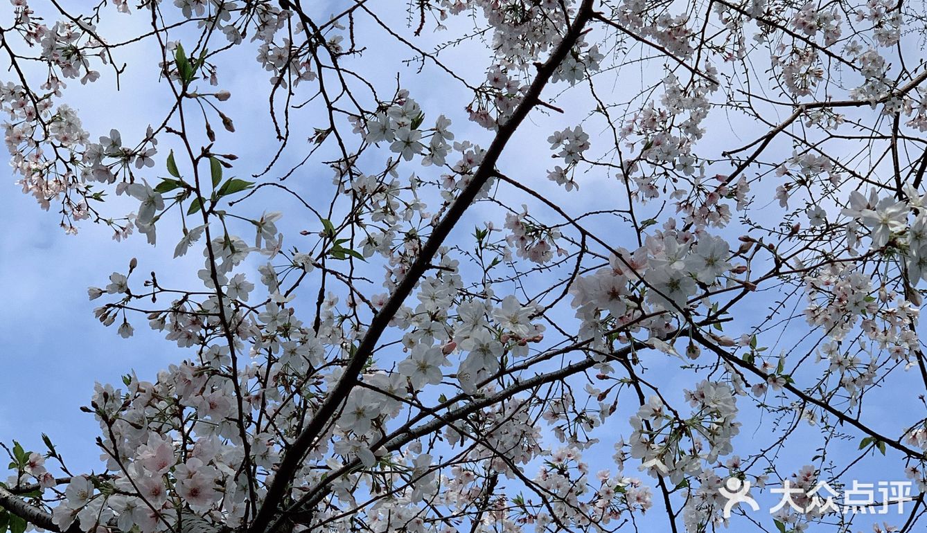 雨前再拍一次樱花｜葵巷