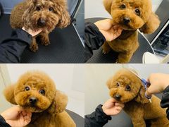 -太原东方动物医院(小店分院)