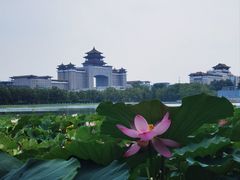 -莲花池公园