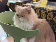 -平行世界·猫咖(首经贸店)