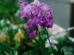 -万商花鸟市场