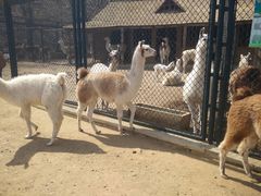 -大连森林动物园