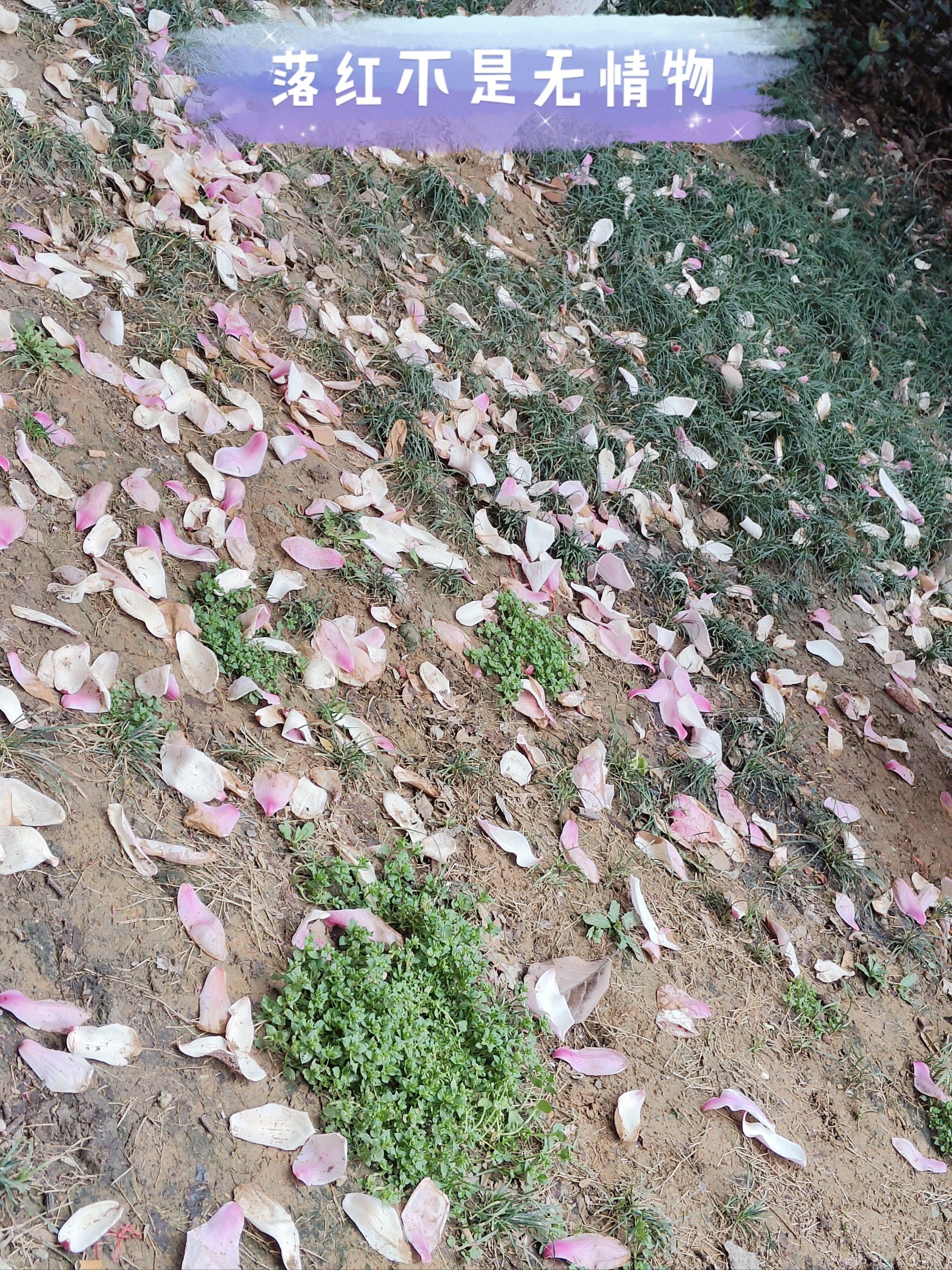街头漫步|春雨与落红,是一场轮回与新生