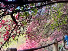 -木兰云雾山