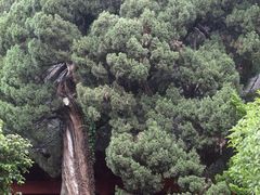 -法雨寺餐厅