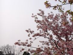 -新江湾城公园