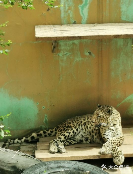 青藏高原野生动物园图片