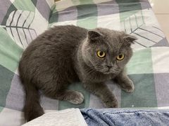 -鼓捣猫呢主题猫咖店