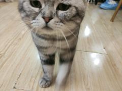 -Sweet cat·星愿猫咖(国贸大厦店)