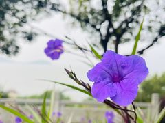 -上海市保健医疗中心