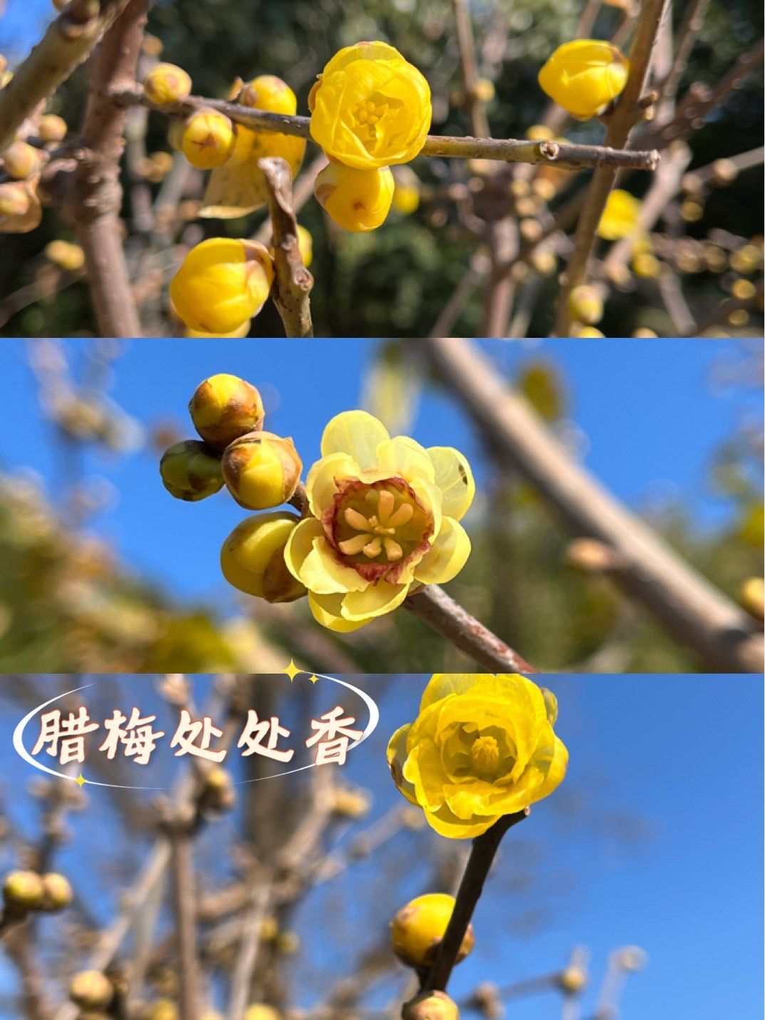 阵阵腊梅花儿香