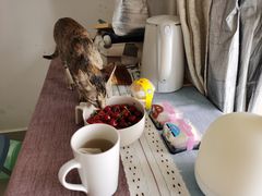 -六伴夏烘焙蛋糕·低糖动物奶油