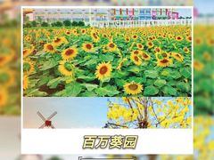 -百万葵园