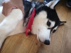 -Husky Go! 哈士奇体验馆·宠物咖啡厅狗咖