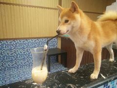 -柴源莊·柴小宠柴犬咖啡